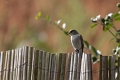 Gobe Mouche Noir-01